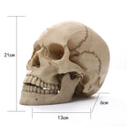 1:1 Menselijk Hoofdschedel standbeeld voor Thuisdecoratie Hars Figuren Halloween Decoratie Sculptuur Medische Onderwijs Schets Model Craft