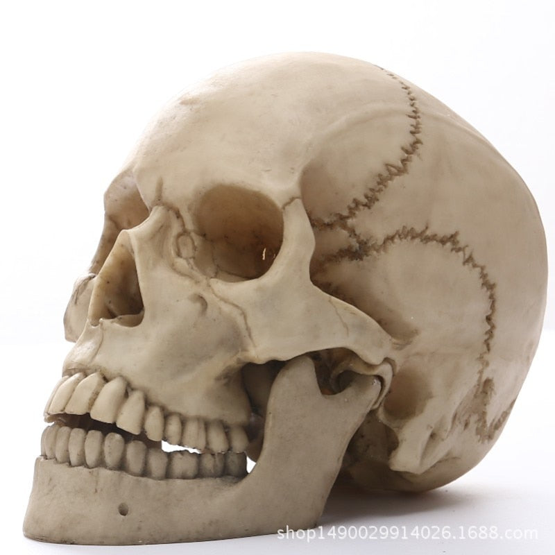 1:1 Menselijk Hoofdschedel standbeeld voor Thuisdecoratie Hars Figuren Halloween Decoratie Sculptuur Medische Onderwijs Schets Model Craft